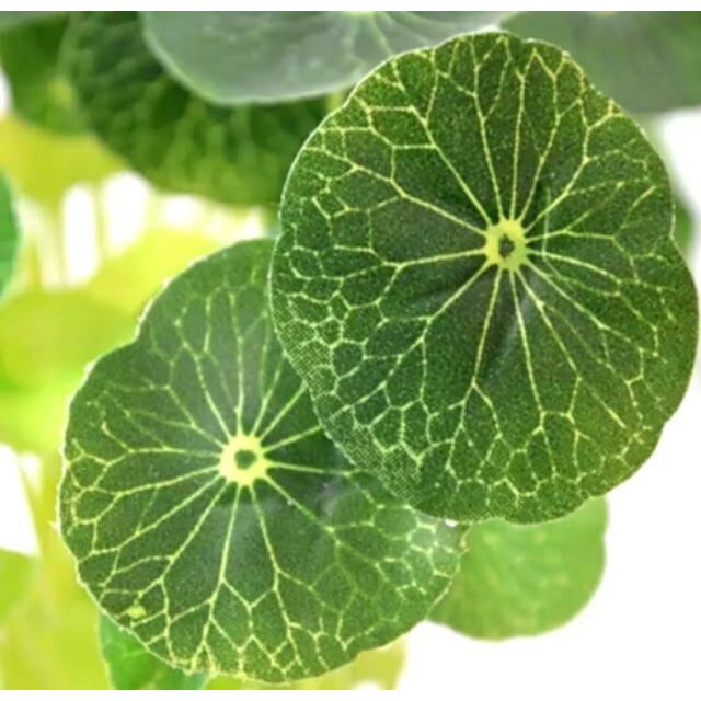 12頭小荷葉仿真花,水族箱造景人造金錢草,魚缸水族裝飾水草,微景觀無毒水生植物裝飾佈置-細節圖3