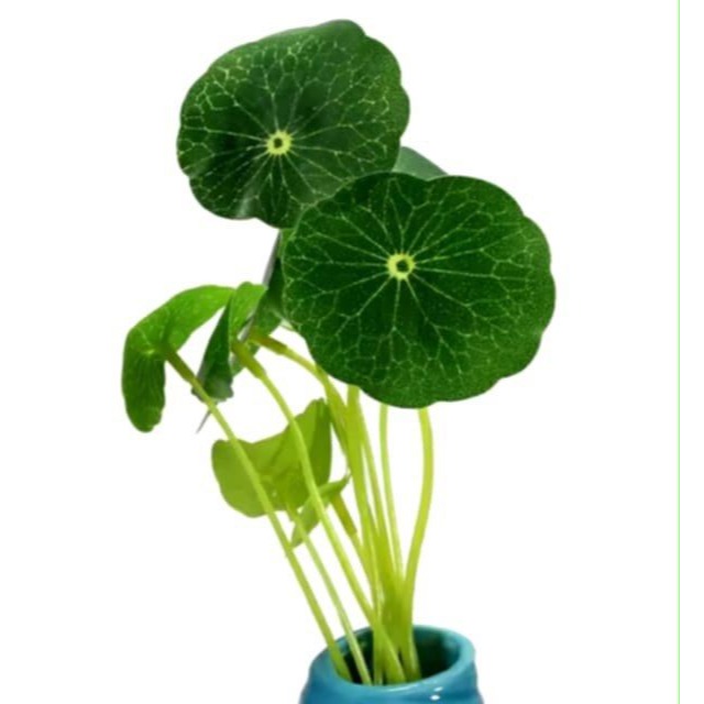 12頭小荷葉仿真花,水族箱造景人造金錢草,魚缸水族裝飾水草,微景觀無毒水生植物裝飾佈置-細節圖4