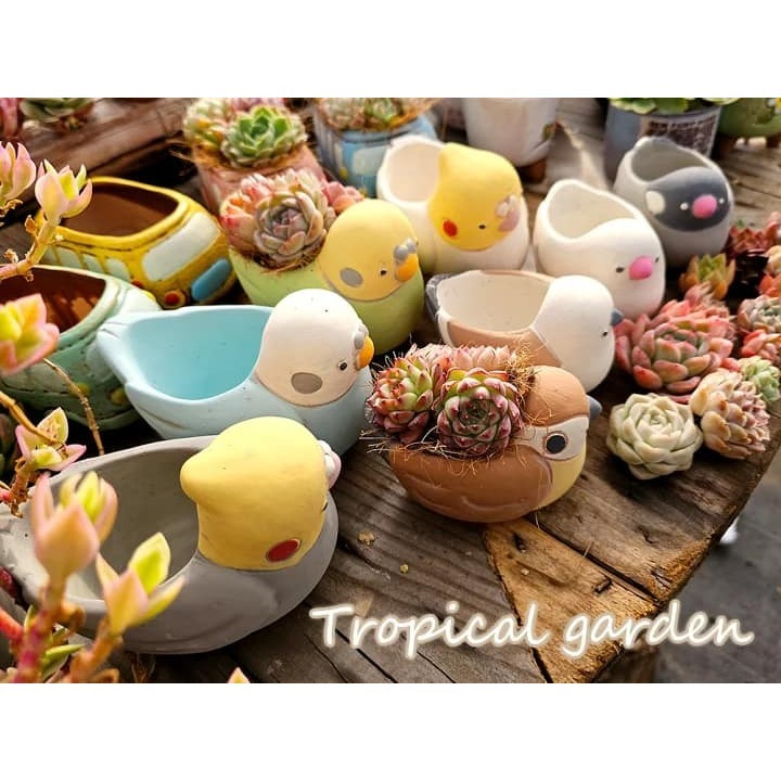 日本超可愛小鳥盆栽 陶瓷器 文鳥款-細節圖3