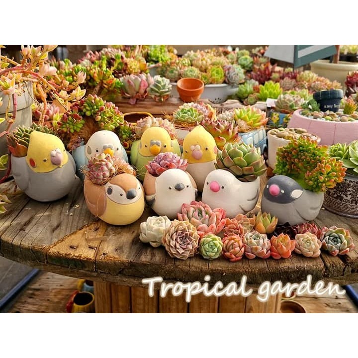 日本超可愛小鳥盆栽 陶瓷器 山雀款-細節圖3