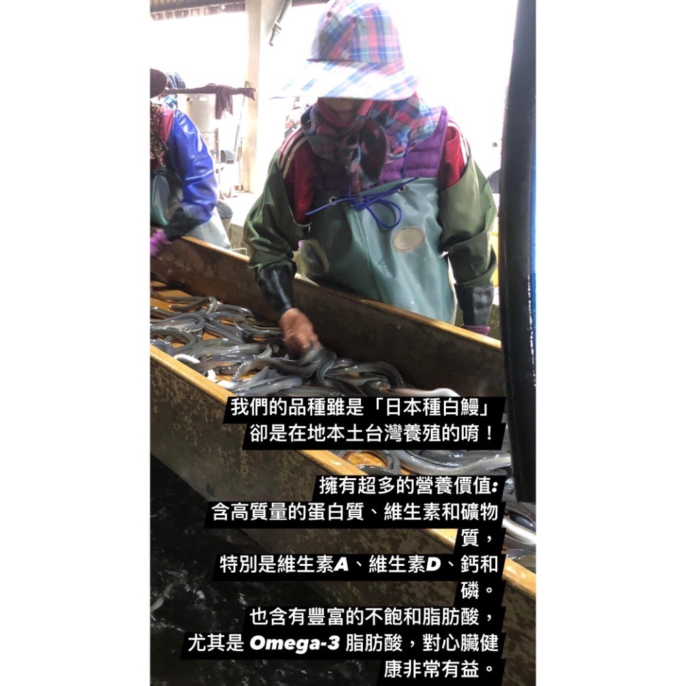 生鰻ㄧ公斤（三片）中秋節烤肉首選👍-細節圖6