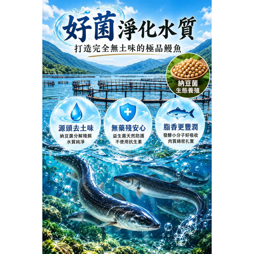 納豆菌蒲燒鰻-細節圖5