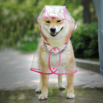 現貨台灣 透明寵物雨衣 柯基雨衣 柴犬雨衣 狗雨衣 寵物雨衣 狗雨衣 寵物雨衣 狗雨衣  泰迪四腿全包雨衣 狗-細節圖8