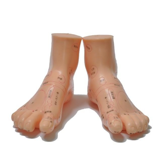 足部反射區模型 字體清晰 穴位完整 教學適用-細節圖2