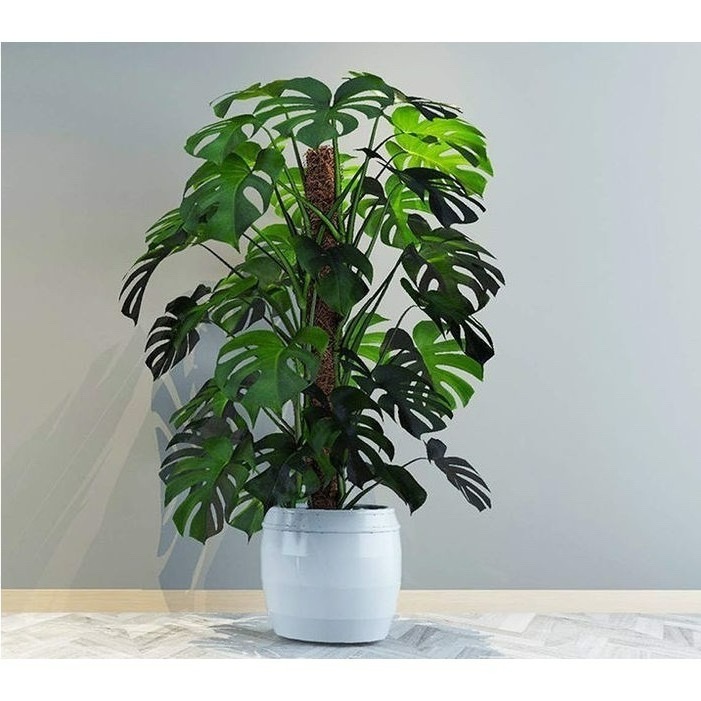 Bonjour Select買6送1！椰纖棒 串接 攀爬 爬藤架 爬藤支架 植物爬藤架 龜背芋 蔓綠絨 觀葉-細節圖2