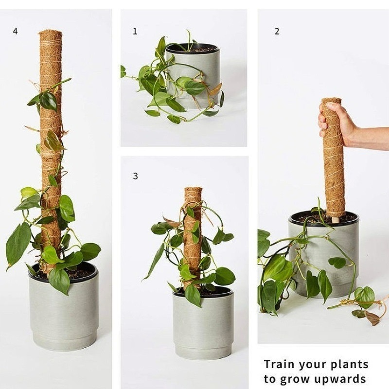 Bonjour Select買6送1！椰纖棒 串接 攀爬 爬藤架 爬藤支架 植物爬藤架 龜背芋 蔓綠絨 觀葉-細節圖3