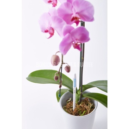 Bonjour Select sustee 土壤濕度計 植物水分計 水份檢測計 盆栽土壤水分監控計 象牙宮 象足漆樹-細節圖6