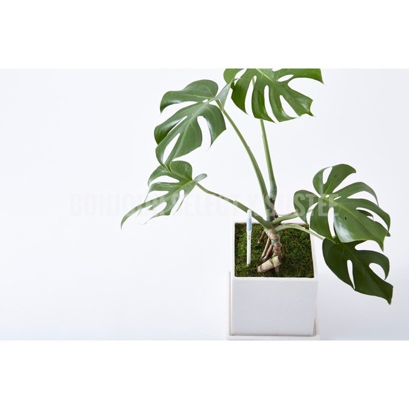 Bonjour Select sustee 土壤濕度計 植物水分計 水份檢測計 盆栽土壤水分監控計 象牙宮 象足漆樹-細節圖7