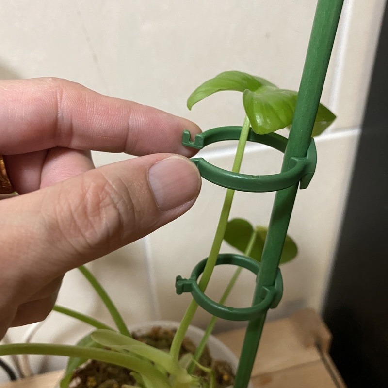 Bonjour Select 植物支架 爬藤架 支架桿 花架 支柱 園藝支架 植物架 龜甲龍 球型花架 山烏龜 陽台-細節圖6