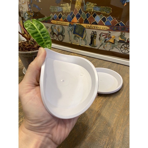 Bonjour Select買10送1!透氣花盆 防爛根 控根盆 青山盆 蘭花 象牙宮 龜甲龍 發根 妖炎 龍舌蘭-細節圖5