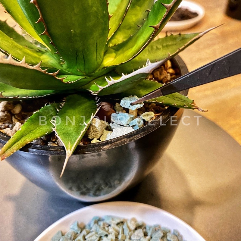 Bonjour Select 現貨在台！園藝轉台 園藝工作台 園藝展示台 龍舌蘭 象牙宮 象足漆樹 龜背芋 觀葉-細節圖2