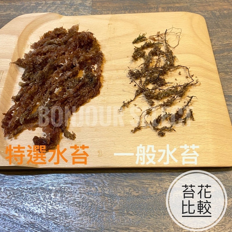 Bonjour Select 特選智利水苔 觀葉 鹿角厥 龜背芋 高壓繁殖 爬蟲類資材 組培 發根 山烏龜 象牙宮-細節圖2