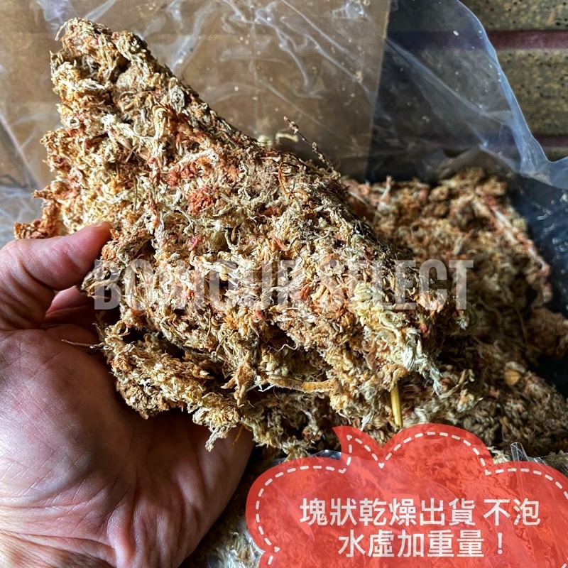 Bonjour Select 特選智利水苔 觀葉 鹿角厥 龜背芋 高壓繁殖 爬蟲類資材 組培 發根 山烏龜 象牙宮-細節圖4