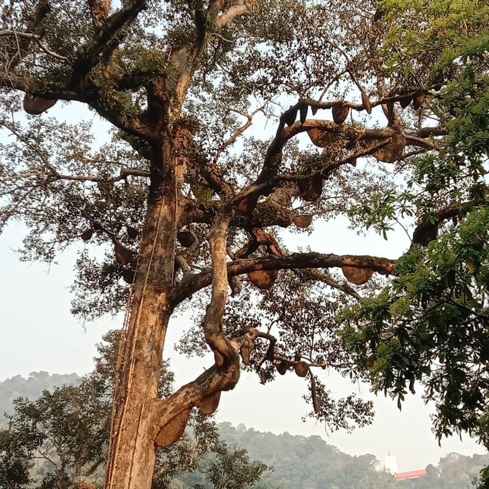 You ＆ Me優野蜜 天然野蜜-細節圖3