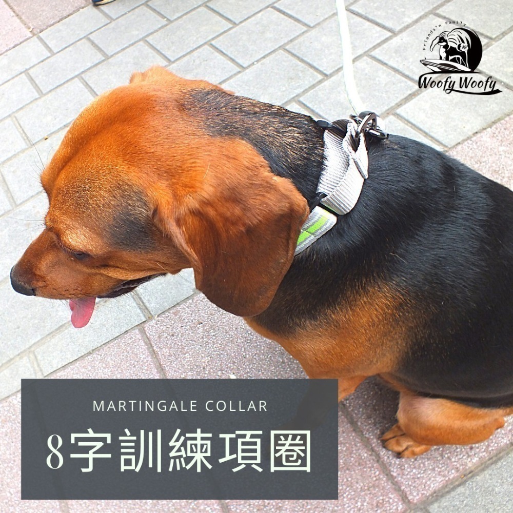 Woofy Woofy 8字訓練項圈 極致灰 插扣款 犬用項圈 國外訓練師推薦 預防向後掙脫 有限度緊縮-細節圖4