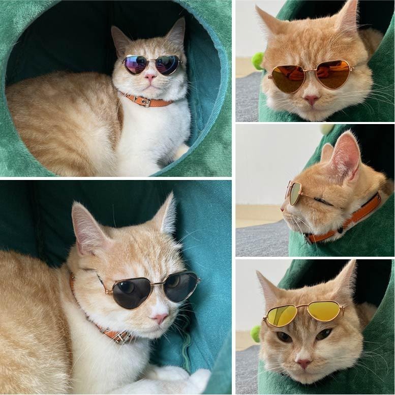寵物眼鏡 寵物墨鏡 貓咪眼鏡 貓咪墨鏡 貓眼鏡 貓墨鏡 寵物飾品-細節圖2