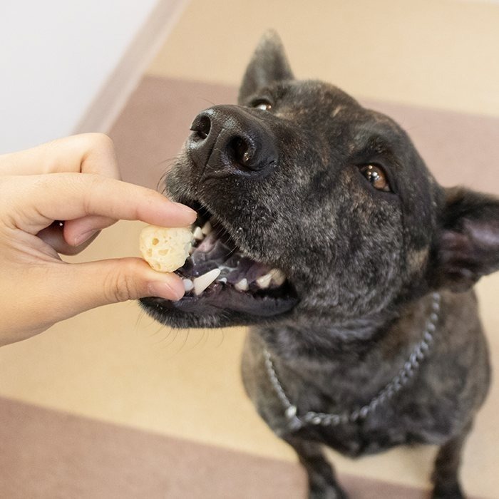 汪喵星球 天然起司球 優格丁 保健丁 寵物零食 犬貓零食 香濃酥脆 天然乳酪-細節圖6