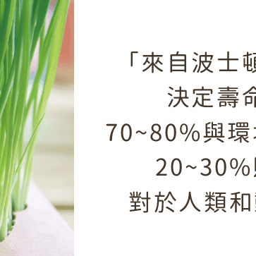 汪喵星球  汪喵生菜/新鮮小麥草栽種盒/貓草盒/貓草/DIY種植-細節圖2