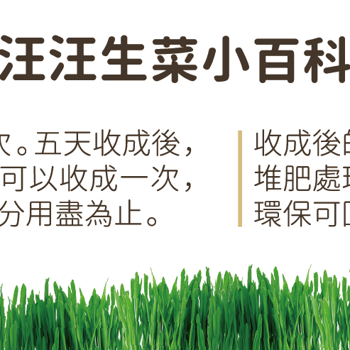 汪喵星球  汪喵生菜/新鮮小麥草栽種盒/貓草盒/貓草/DIY種植-細節圖3