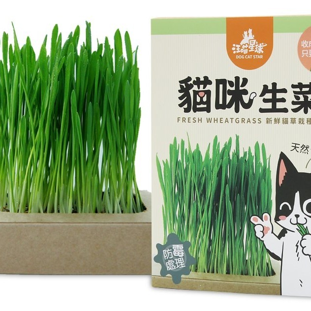 汪喵星球  汪喵生菜/新鮮小麥草栽種盒/貓草盒/貓草/DIY種植-細節圖4