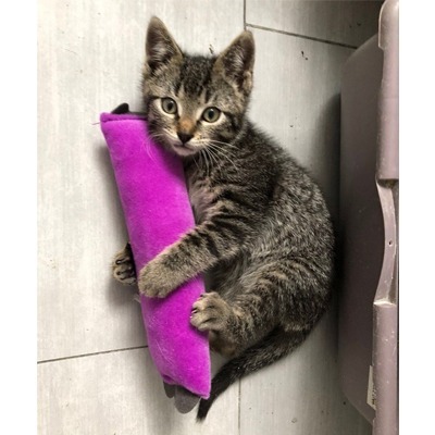 傑克森 Petmate 貓草拳擊貓咪玩具 1入 兔子踢/貓草玩具-細節圖3