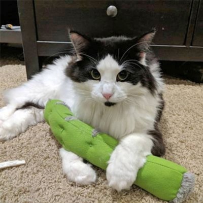 傑克森 Petmate 貓草拳擊貓咪玩具 1入 兔子踢/貓草玩具-細節圖4