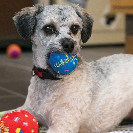 出清 美國 KONG 益智玩具/寵物玩具/塞食玩具/寵物益智玩具/狗狗玩具/抗憂鬱-細節圖4