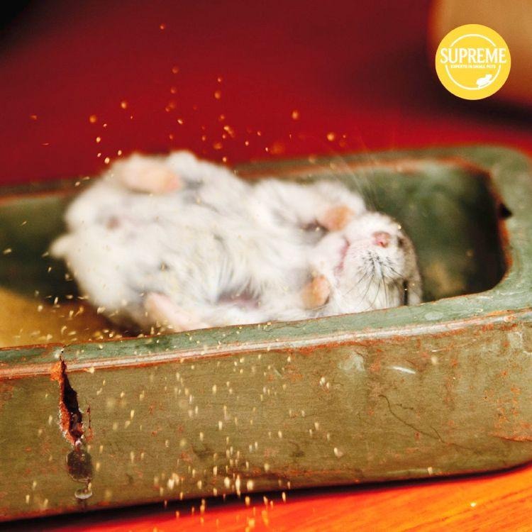 [噗噠選物] 英國至尊 SUPREME 低敏小動物沐浴沙（倉鼠、龍貓、通心粉鼠、浴沙、廁所砂）-細節圖5