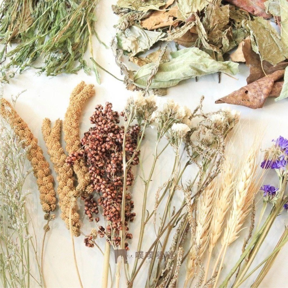 [噗噠]科養豐容造景包✨科養必備✨乾燥花、天然樹葉 高粱穗 小麥穗 倉鼠 黃金鼠 三線鼠 通心粉鼠-細節圖2