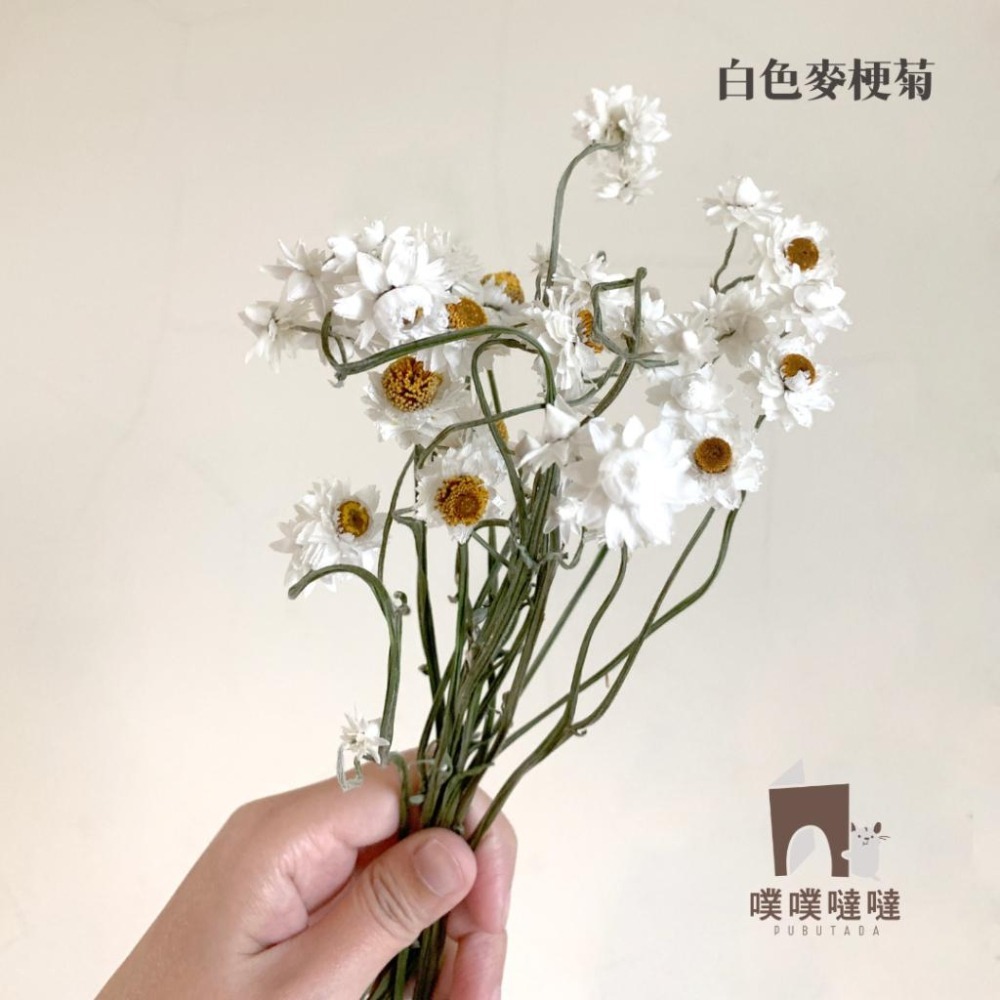 [噗噠]科養豐容造景包✨科養必備✨乾燥花、天然樹葉 高粱穗 小麥穗 倉鼠 黃金鼠 三線鼠 通心粉鼠-細節圖4