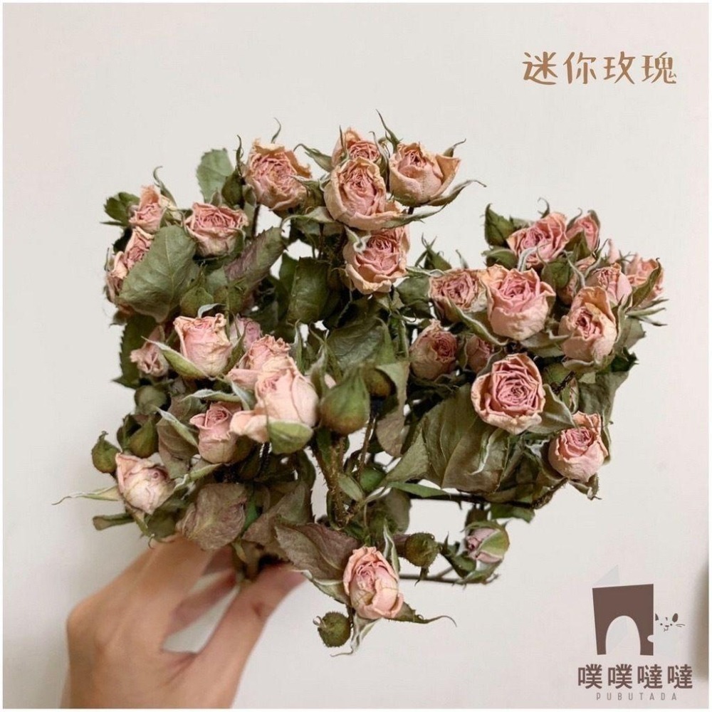 [噗噠]科養豐容造景包✨科養必備✨乾燥花、天然樹葉 高粱穗 小麥穗 倉鼠 黃金鼠 三線鼠 通心粉鼠-細節圖5