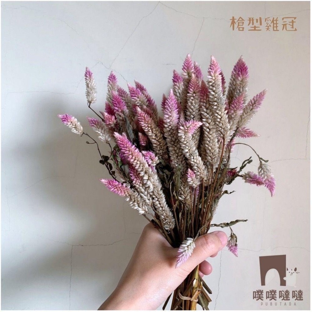 [噗噠]科養豐容造景包✨科養必備✨乾燥花、天然樹葉 高粱穗 小麥穗 倉鼠 黃金鼠 三線鼠 通心粉鼠-細節圖6