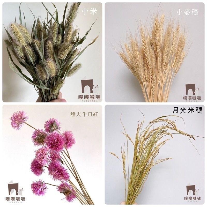 [噗噠]科養豐容造景包✨科養必備✨乾燥花、天然樹葉 高粱穗 小麥穗 倉鼠 黃金鼠 三線鼠 通心粉鼠-細節圖7