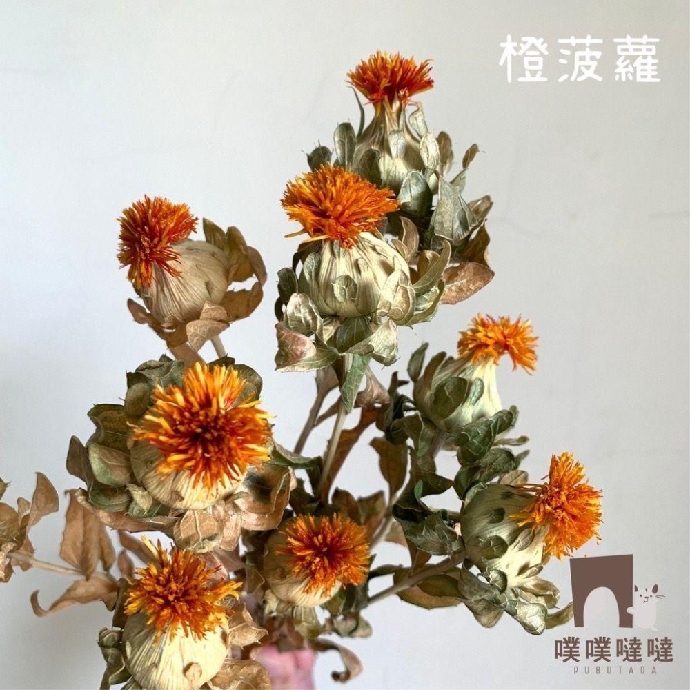 [噗噠]科養豐容造景包✨科養必備✨乾燥花、天然樹葉 高粱穗 小麥穗 倉鼠 黃金鼠 三線鼠 通心粉鼠-細節圖8
