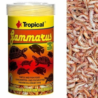 高蛋白乾蝦飼料【新莊/五股/青島水族】波蘭Tropical德比克  烏龜全蝦飼料 營養 高蛋白 乾蝦 飼料-細節圖2