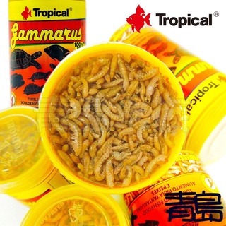 高蛋白乾蝦飼料【新莊/五股/青島水族】波蘭Tropical德比克  烏龜全蝦飼料 營養 高蛋白 乾蝦 飼料-細節圖3