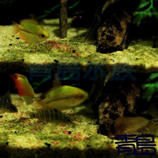 【青島水族】日本Hikari高夠力-日本國內限定 燈科魚專用飼料 燈魚 孔雀魚 小熱帶魚= 12g 80g-細節圖3