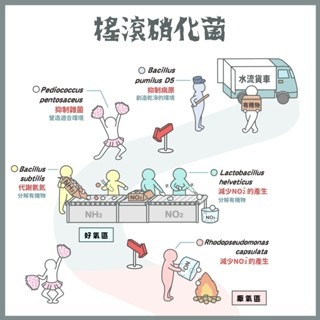 【五股/新莊/青島水族】台灣友浚 有菌乖乖-搖滾硝化菌 20g/80g 淡、海水適用 培菌 水族 觀賞魚 米蝦 迷你缸-細節圖2