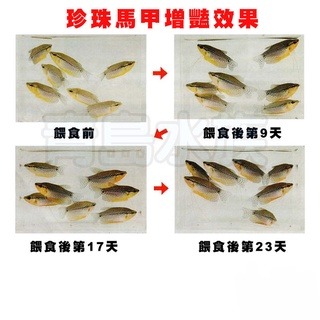蟲型飼料【新莊/五股/青島水族】高夠力 熱帶魚 5g 73g 七彩 神仙 鬥魚 條狀 下沉性 增豔 紅蟲 22215-細節圖4