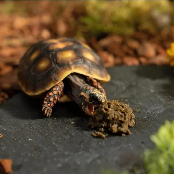 陸龜高纖野菜泥主食【青島水族】陸龜 王者蜥 鬣蜥 草食型 爬蟲 免泡水 陸龜飼料 主食 適口性好 6入/18入 角落水族-細節圖5