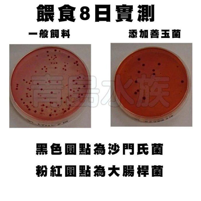 【新莊/五股/青島水族】日本 Hikari 高夠力 善玉菌烏龜飼料 浮水性 屋頂龜 澤龜-細節圖3
