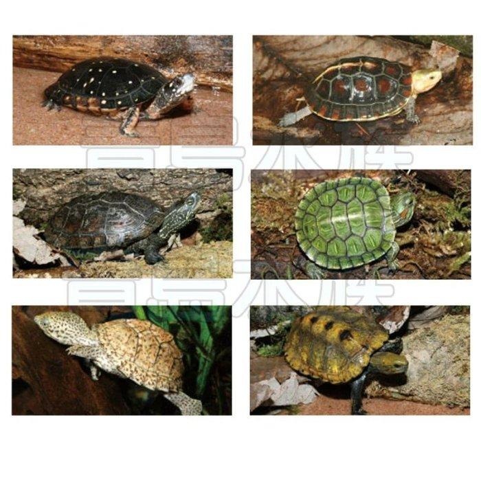 【新莊/五股/青島水族】日本 Hikari 高夠力 善玉菌烏龜飼料 浮水性 屋頂龜 澤龜-細節圖7