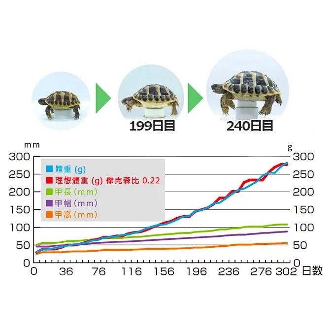 送營養粉【青島水族】大顆粒 日本Hikari高夠力 陸龜健康蔬食 添加高桑葉 550g/1kg 陸龜-細節圖6