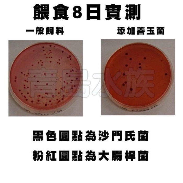 【青島水族】日本Hikari高夠力-飼育教材  澤龜飼料 烏龜  幼龜 小龜 善玉菌烏龜飼料 Mini顆粒-細節圖8
