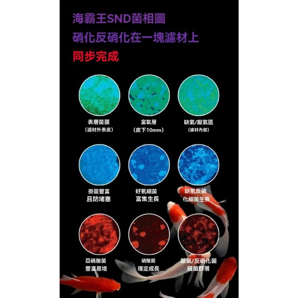 可機洗蛋糕濾材【新莊/五股/青島】嘟嘟飛DODOFLY 5D海霸王 海綿濾材 培菌磚 淡海水 強效培菌 魚缸過濾淨化水質-細節圖7