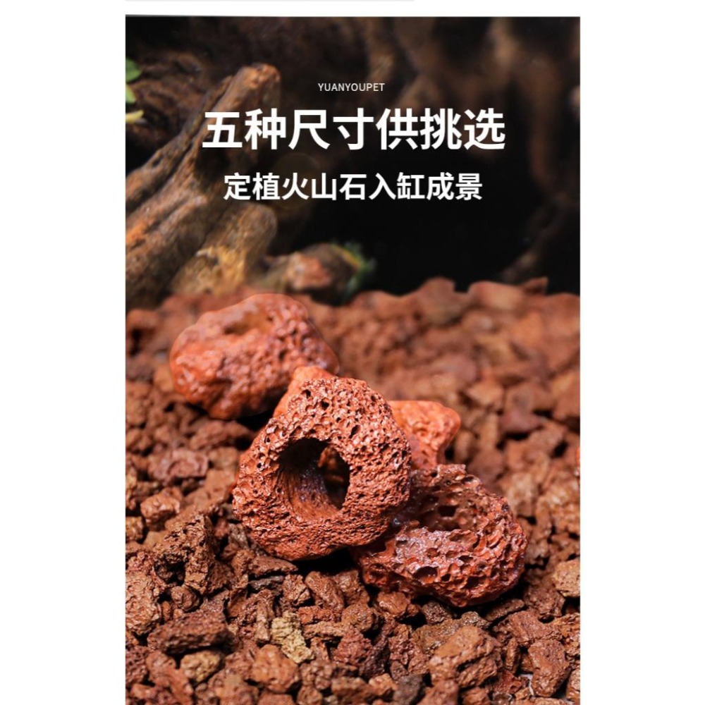 【新莊/五股/青島水族】火山岩 洞穴 孔穴式 多孔可培菌 淨水 硝化 濾材 過濾水族箱魚缸 造景 石頭 底砂 躲藏-細節圖3