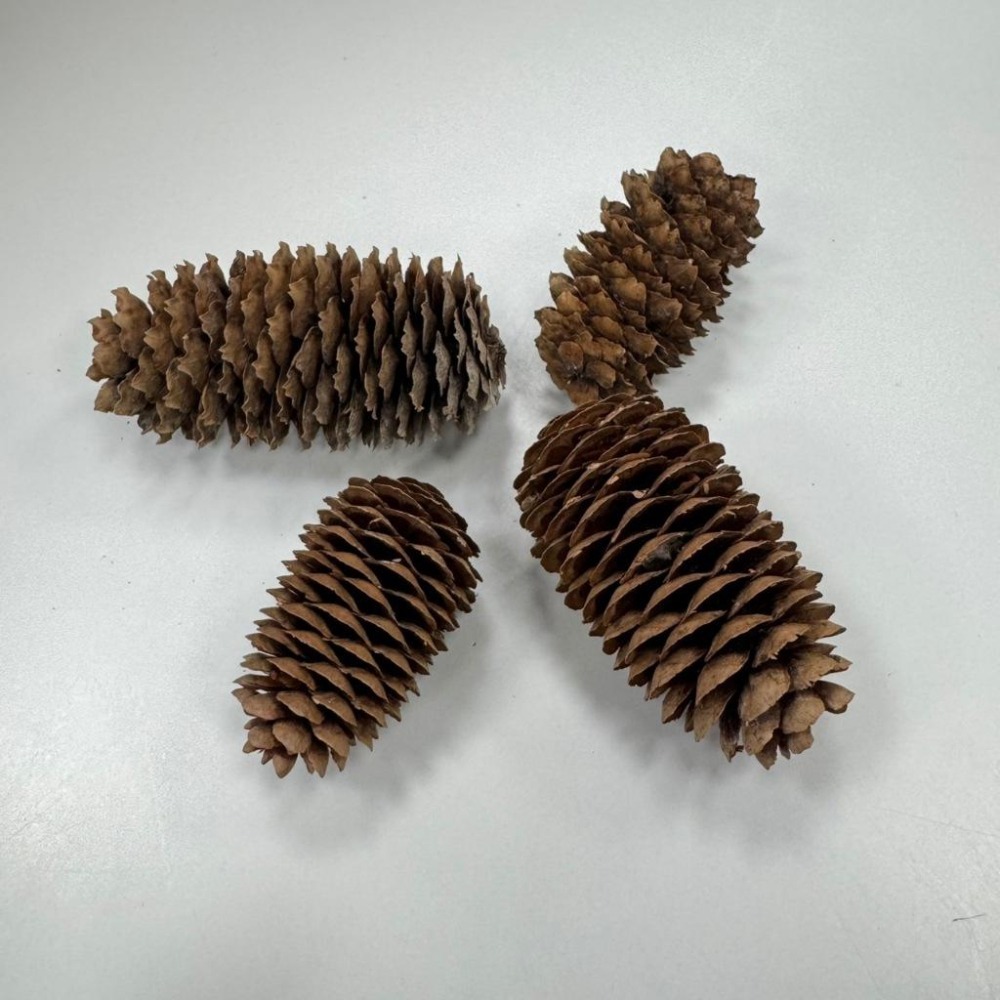 【新莊/五股/青島水族】德國Sera喜瑞 長生果生物濾材 降低PH值 弱酸性 降酸濾材 單寧酸 有機物 微量元素 散裝-細節圖2