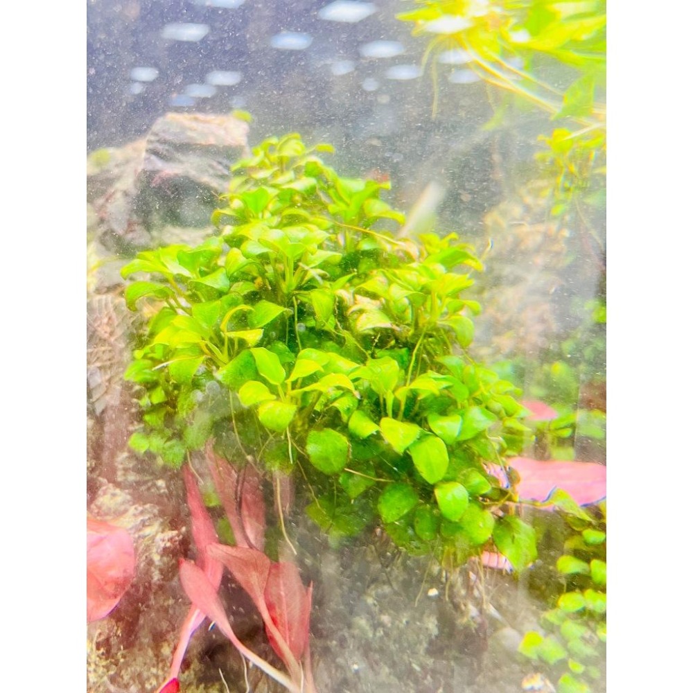(真品)免CO2/不會長大【新莊/五股/青島水族】 前景草 中景草 水中葉 袖珍小榕 陰性水草 入門級-細節圖2