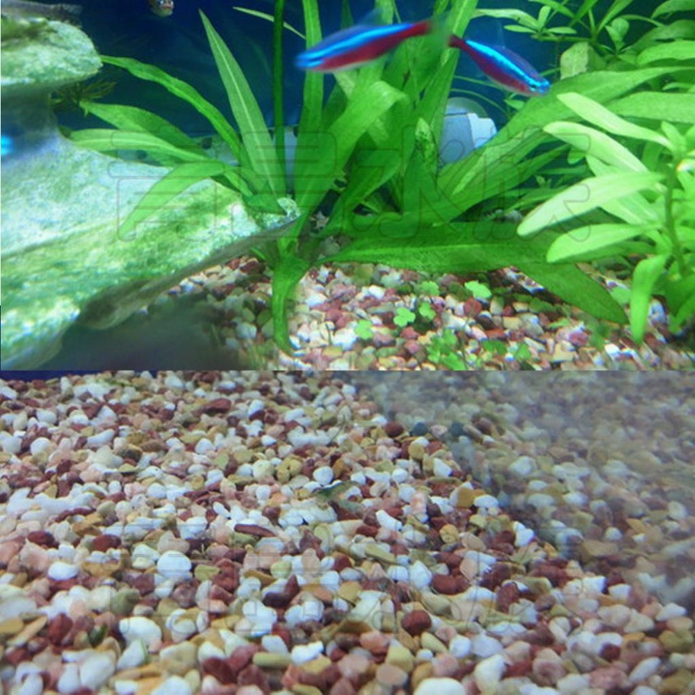 【青島水族】日本SUDO=5KG=金魚砂 櫻花大磯砂 熱帶魚 天然砂礫 造景底沙 水草 S-8965-細節圖6