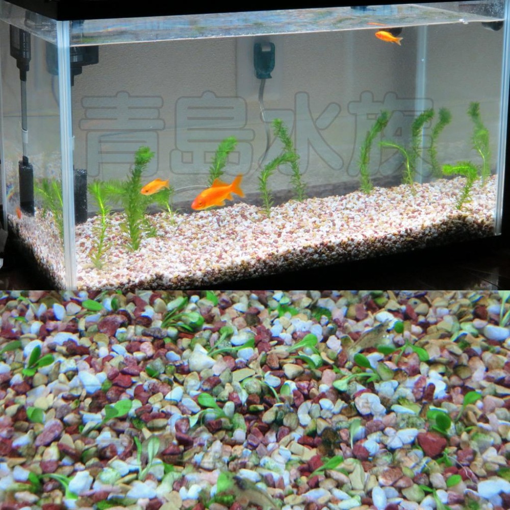 【青島水族】日本SUDO=5KG=金魚砂 櫻花大磯砂 熱帶魚 天然砂礫 造景底沙 水草 S-8965-細節圖7